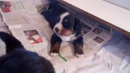 zoom sur les bébés (22 fév)