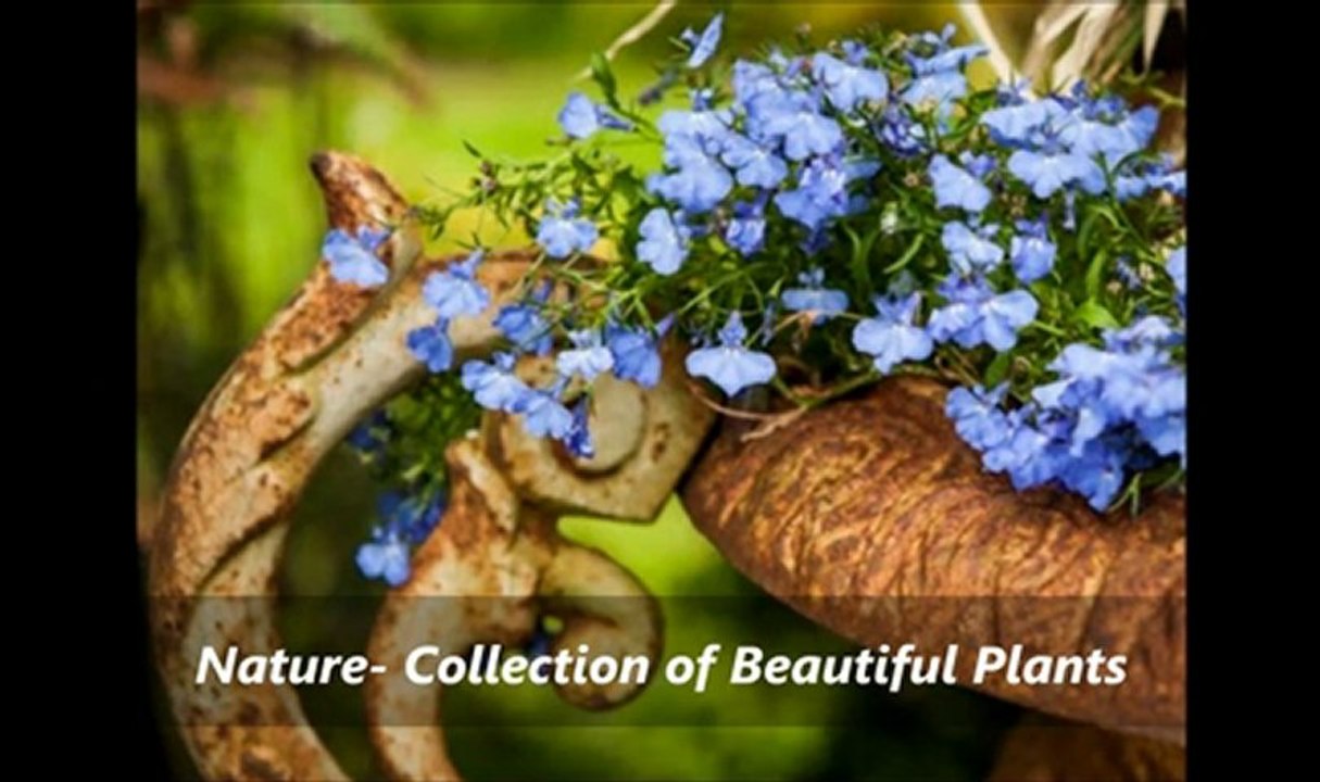 How Gardening Can Be Fun: Heroic Gardens 2013 - Garden NZ