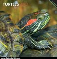 Calendar Review: Turtles 2013 Square 12X12 Wall Calendar (Multilingual Edition) by BrownTrout Publishers