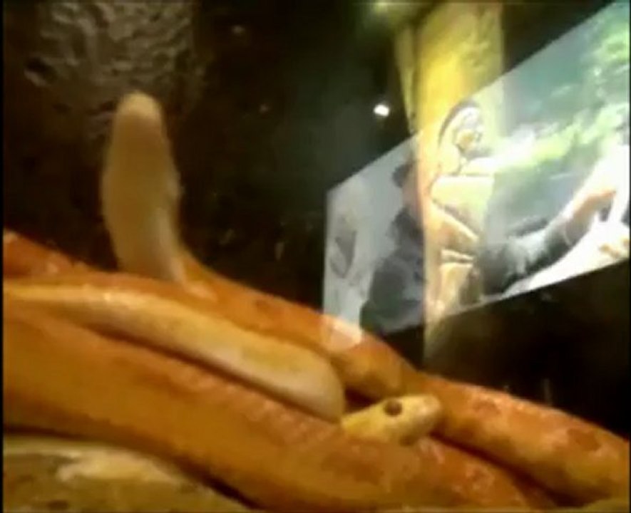 Indiana Jones Snake Pit- Comic Con 2012