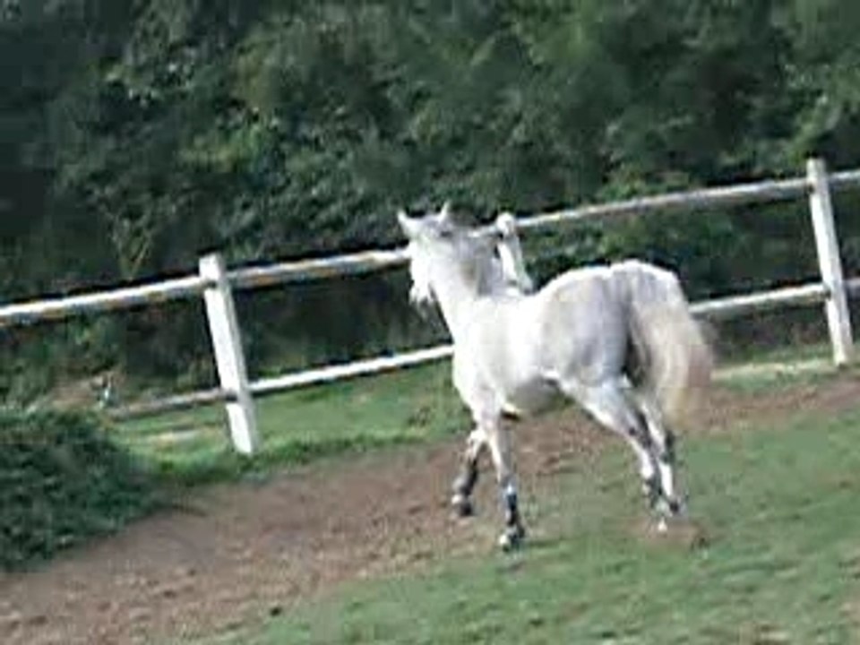 let's en liberté (1)