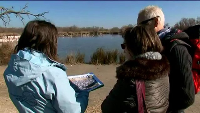 Parades nuptiales des flamands roses au Pont de Gau en Camargue