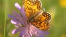 Papillons - mariposas