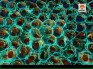 De las células a los humanos