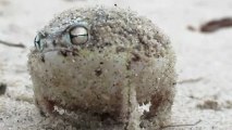 Le cri de cette grenouille fait le buzz sur le web
