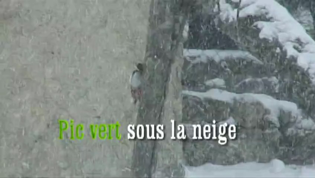 Pic vert sous la neige