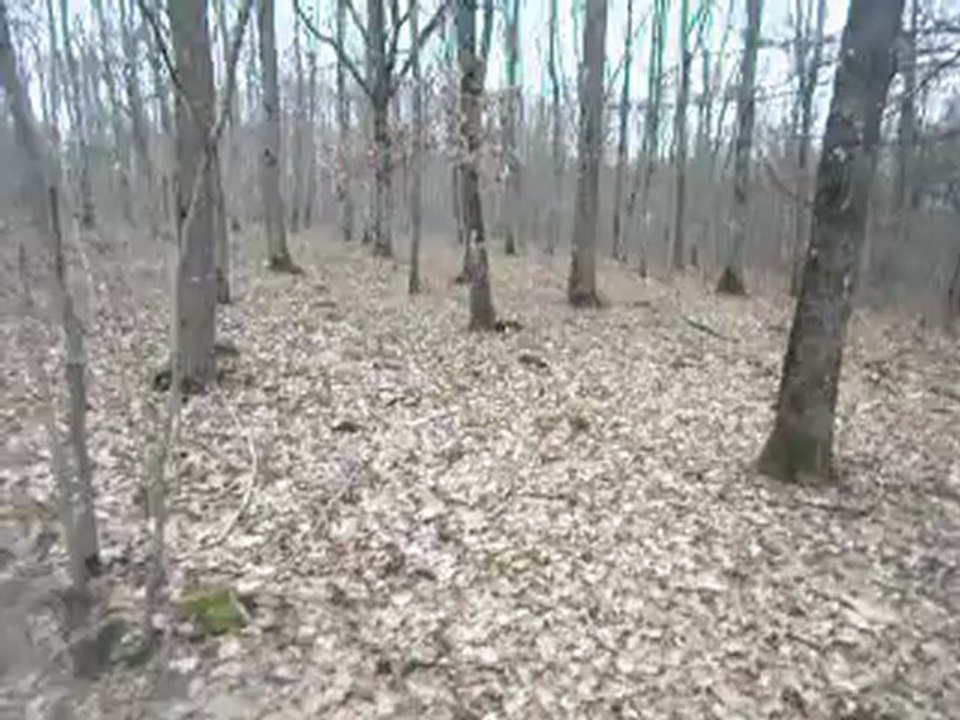 Perdu en forêt 1  !!!!!