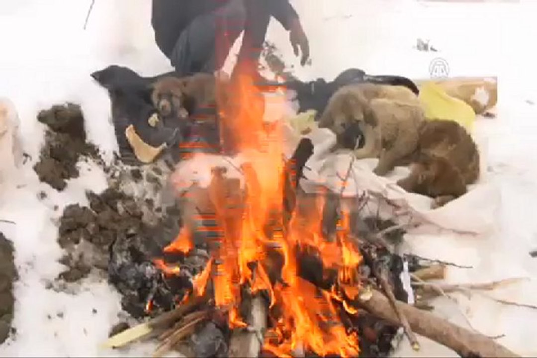 Donmak üzere olan yavru köpeklere, muhabir şefkati