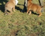 2 chiots malinois