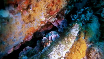 La Seiche des Sarraniers 2012