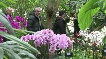 L'orchidée au coeur du Jardin des Plantes à Paris