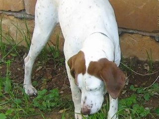 In loving memory of Lady and Lucky.