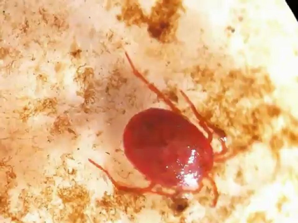 Hydracarien