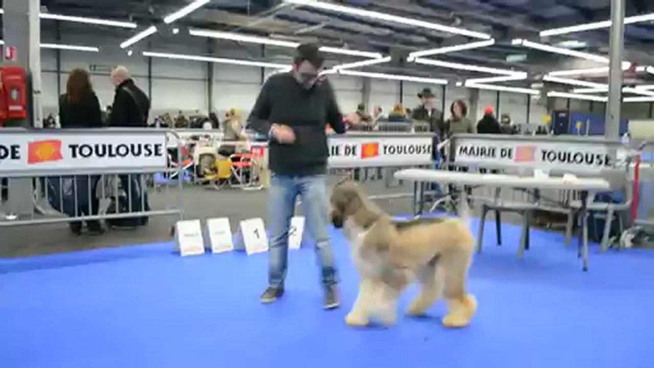mademoiselle chloé 12 monts 1 week toulouse dog show 2/2