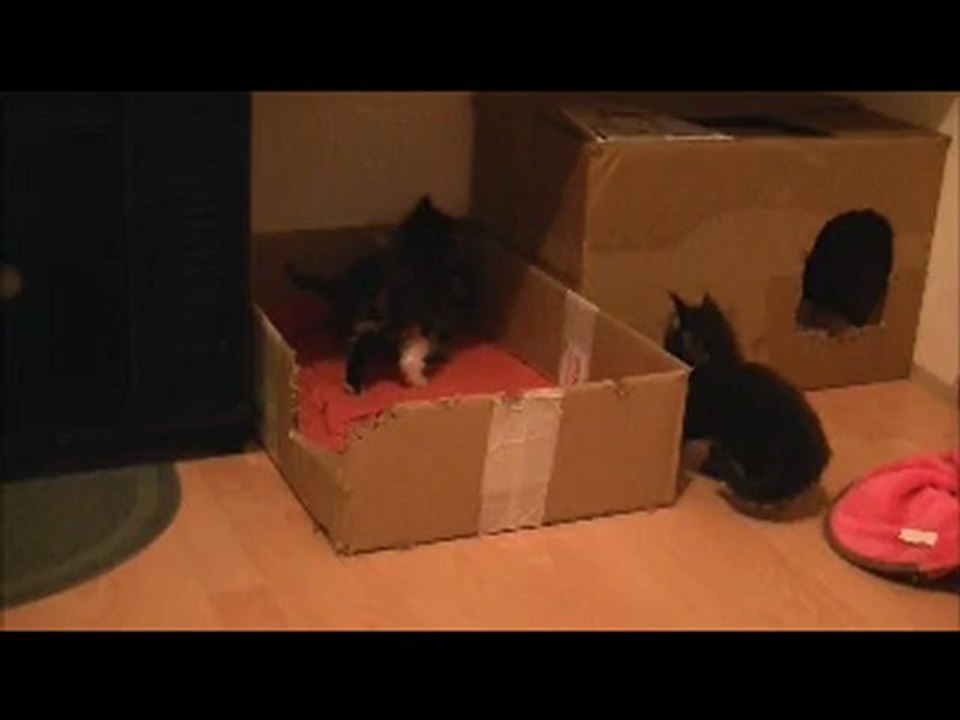 Les chatons ont un mois et 1 semaine