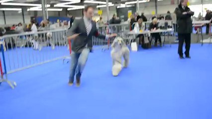 domi toulouse dog show cacib bob 2/3