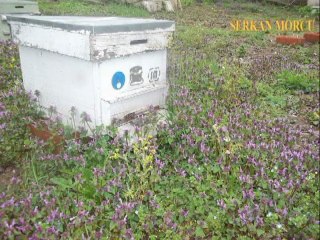 ARILARIN KOVANA POLEN TAŞIMASI