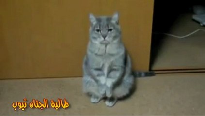 قطه يابانيه محترمه تطلب الطعام بادب