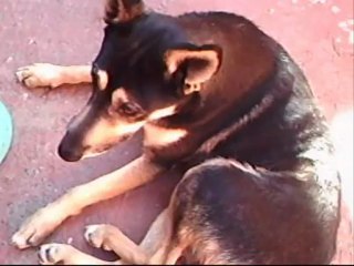 HORA DO ALMOÇO DO POLICIAL- PARTE 2 FINAL-CRIAÇÃO-VJDCAMPOS