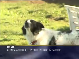 Rebibbia, arrivano le pecore in carcere