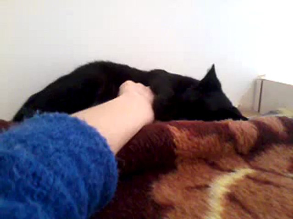 chaton femelle noire ronronne