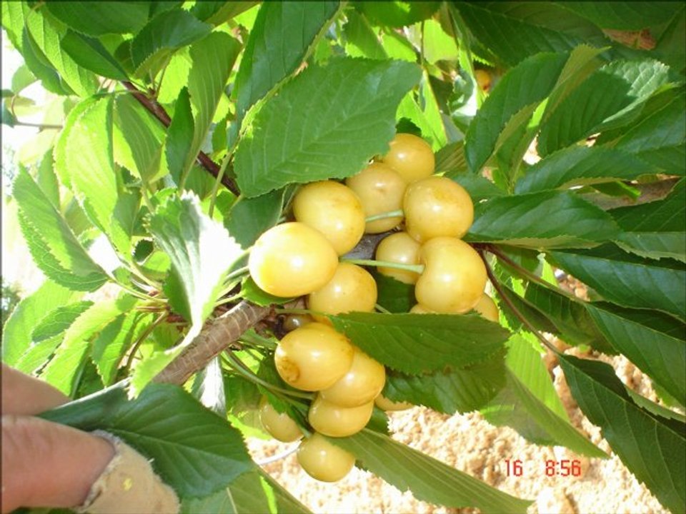 KIRAMAN KÖYÜ 23.02.2013