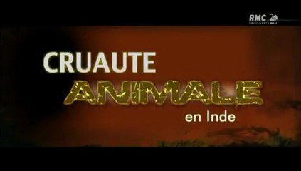 cruauté animale - en inde