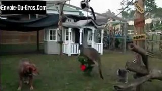 Kangourou se bat avec une peluche