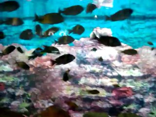 Damızlık İkola Kaiser-Dersell