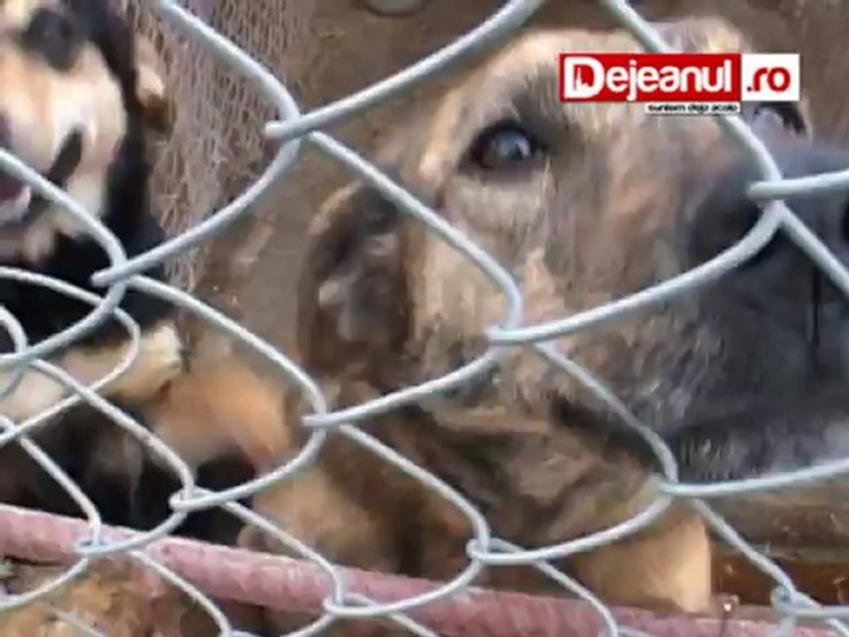 adapost animale Dej Dejeanul.ro