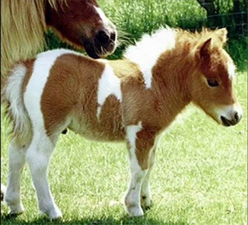 Petit poney