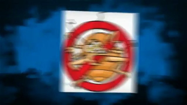 Northeastern Exterminating Brooklyn Bed Bug Exterminator