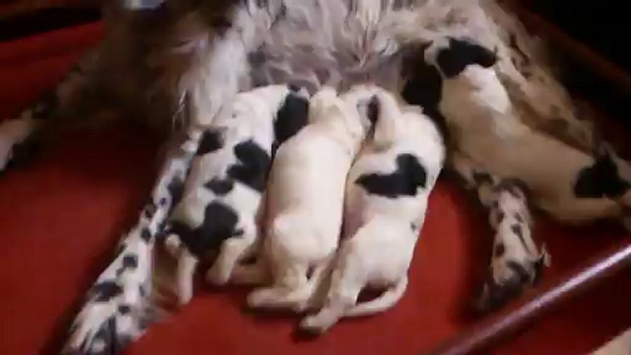 Portée Caline 2013 - La Tétée !