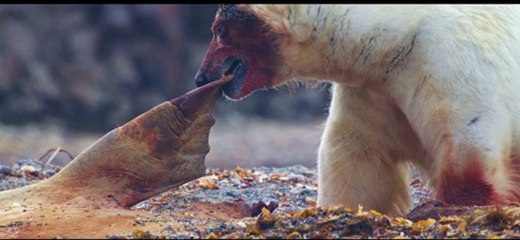 L'Ours Polaire - roi de l'Arctique