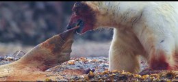L'Ours Polaire - roi de l'Arctique