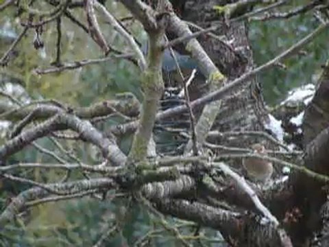 L'oiseau dans l'arbre à manger (1)