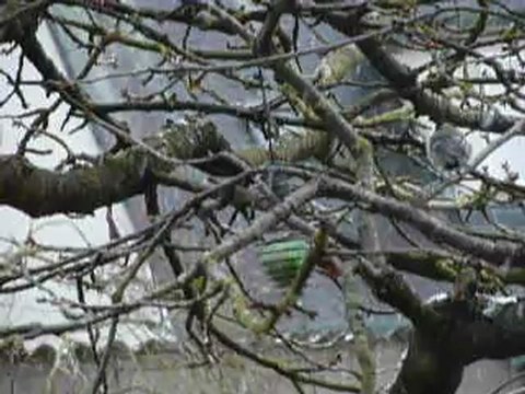 L'Oiseau dans l'arbre à manger (2)