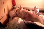 Chihuahua Dog Teaches Her Puppies To Fight - Natural Instinct