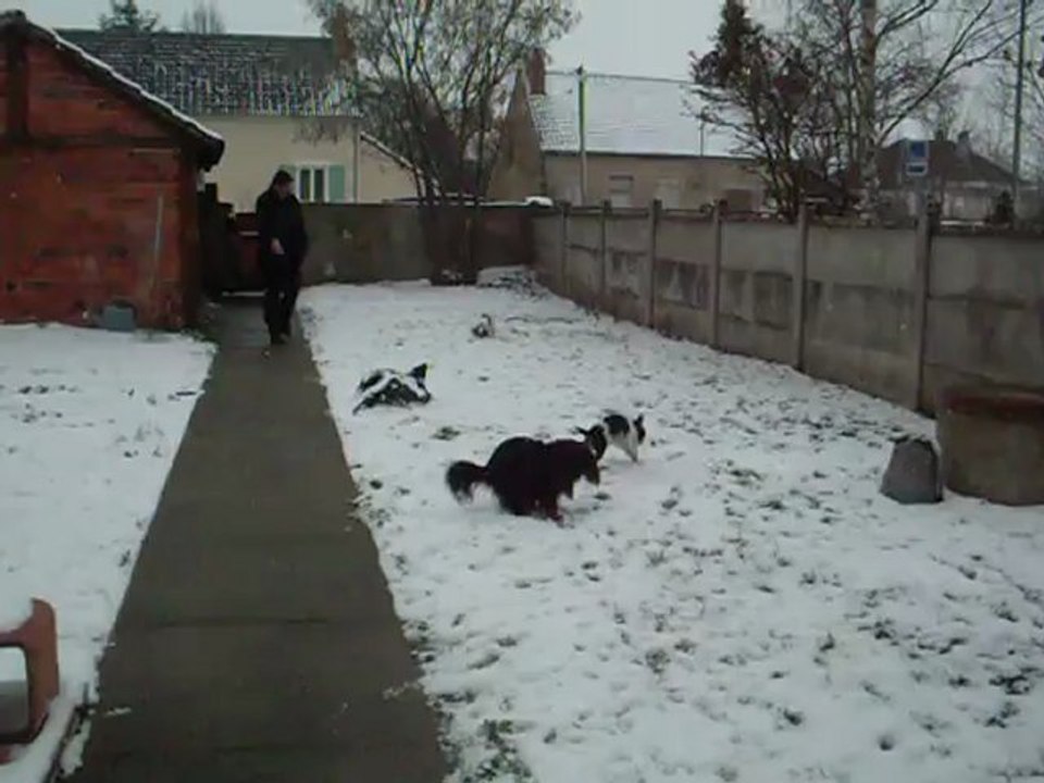 HYMA SUMAC ET HEPHAESTION DE LA VERTE ALBION LE 24/02/2013