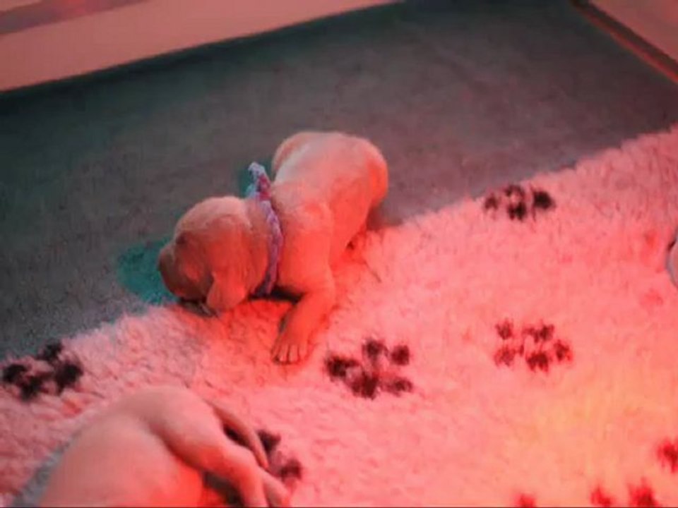 Blue Boy 1 week de Folie Falco 24fev13