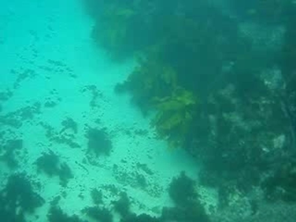 plongée au tuba sur sydney