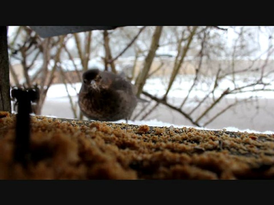 Une journée avec les oiseaux