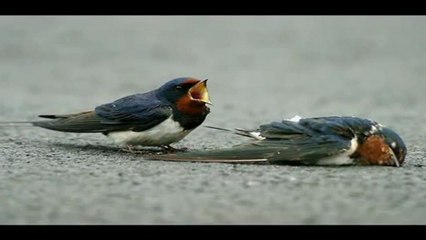 Sevda - Yigidim Remix By Isyankar365