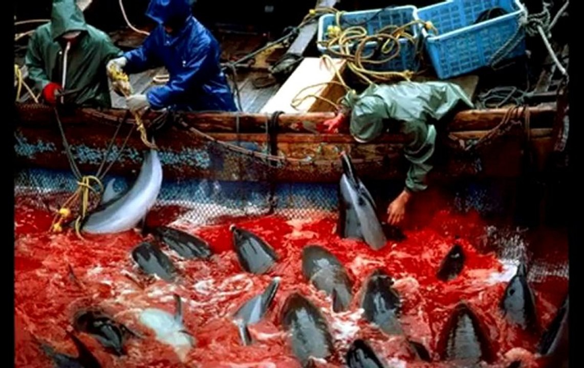 Taiji-Japan Dolphin Slaughter MUST STOP