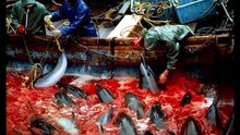 Taiji-Japan Dolphin Slaughter MUST STOP