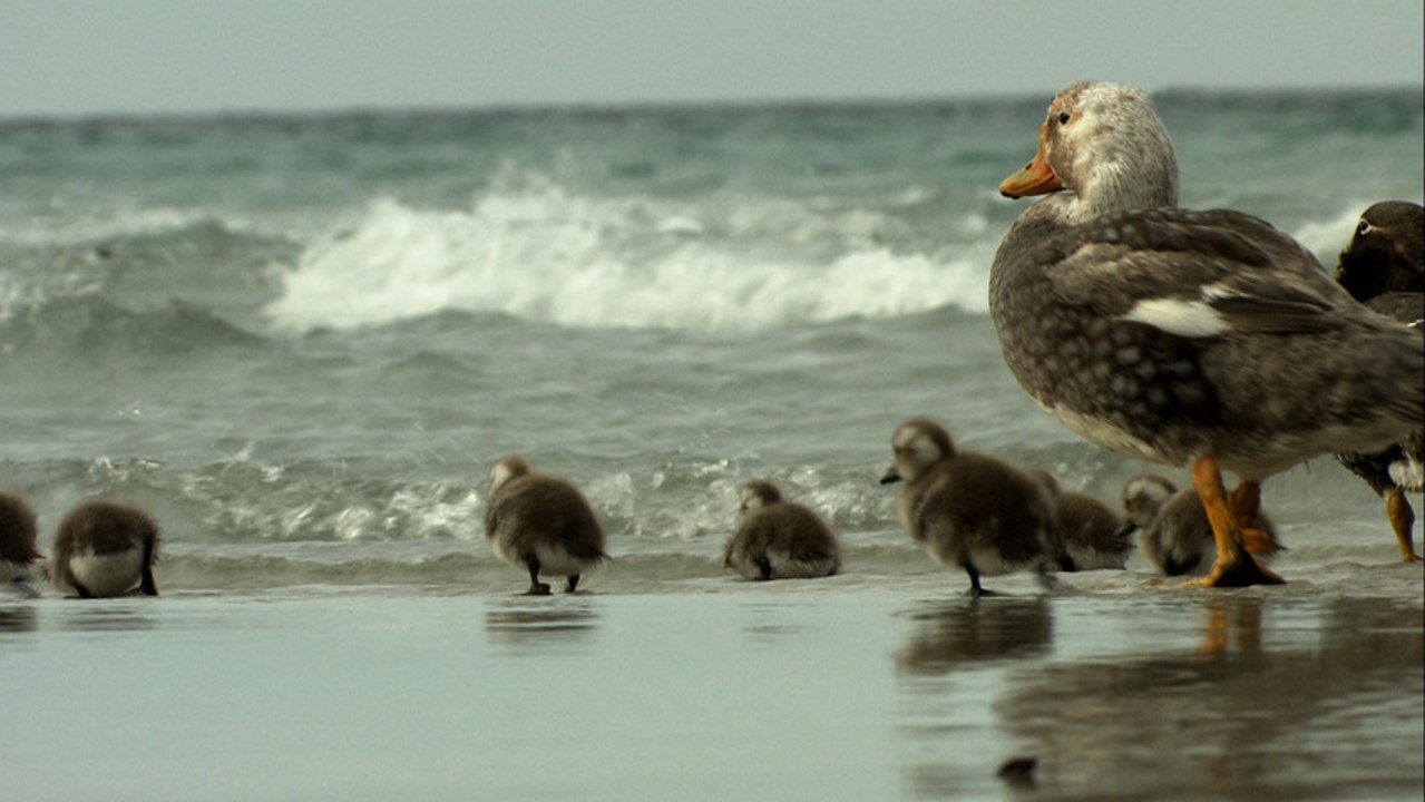 Falkland Penguins  | Antarctica Ep1