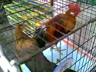 Tokyo Pet Store - JapanRetailNews