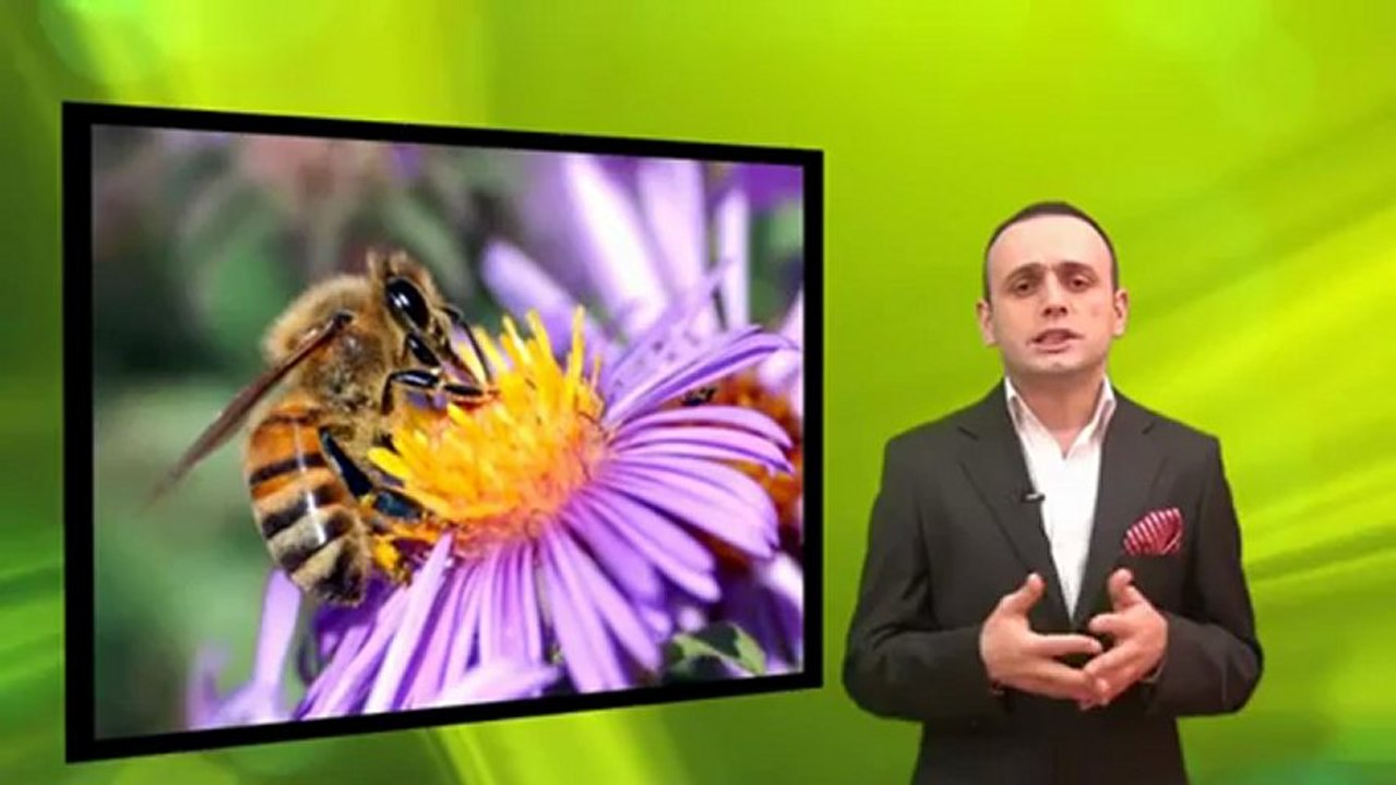 Arı Kovanlarındaki Muhteşem Uyum