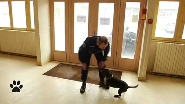 Bêtes d'Yvelines - Groupe d'investigation cynophile