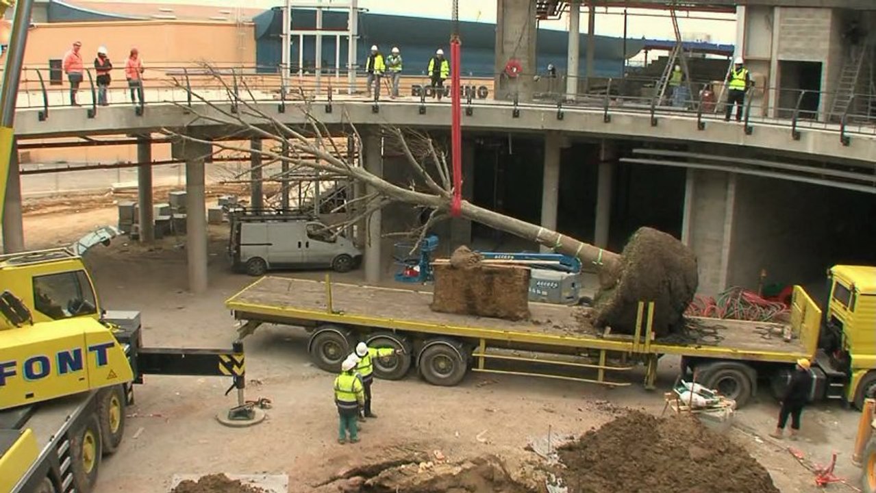 Le grand platane du centre commercial Odysseum à Montpellier